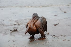 Oiled pelican