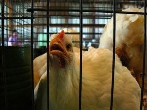 chicken