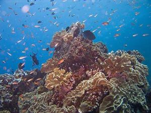 coral-reef.jpg coral-reef.jpg