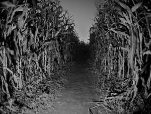 corn.JPG corn.JPG