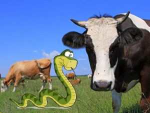 snake-cow