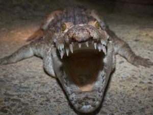 crocodile