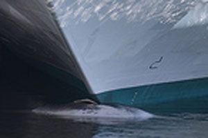 cruise-finwhale.jpg cruise-finwhale.jpg