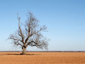 dead tree