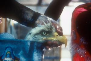eagle_wash_Exxon_Valdez_89.jpg