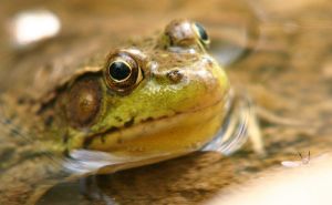 finalfrogblog.jpg finalfrogblog.jpg