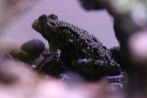 frog-2.jpg frog-2.jpg