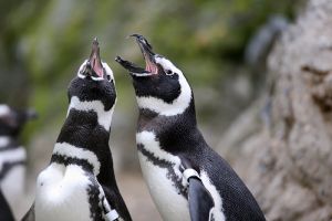 gaypenguinsmotherjones.jpg