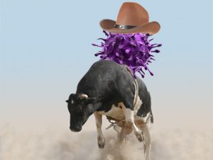 Germ riding bull
