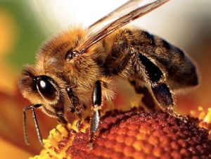honeybee