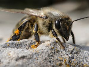 Honeybee
