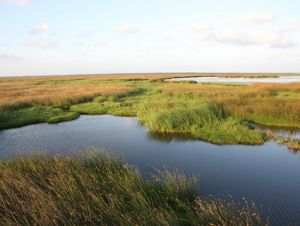 Louisiana wetlands