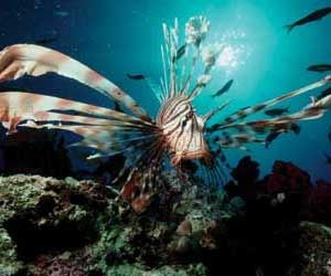listen-lionfish-300x250.300wide.250high.jpg listen-lionfish-300x250.300wide.250high.jpg