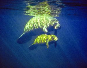 Manatee overlords