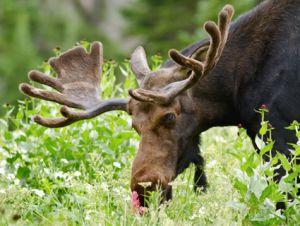 Moose