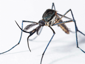 mosquito