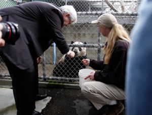 Newt Gingricich with panda