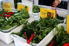 obama-arugula.JPG