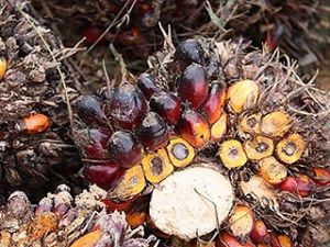 oil-palm-fruit.jpg oil-palm-fruit.jpg