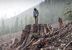 If a Tree Falls