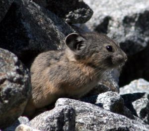 pika_photo4.jpg pika_photo4.jpg