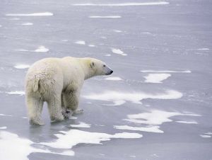 Polar bear