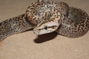 python
