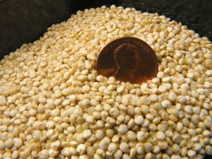 quinoa