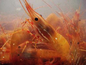 Shrimp tank