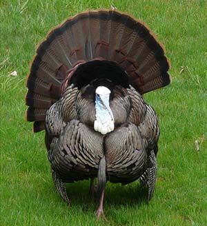 turkey.jpg turkey.jpg