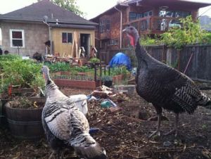 Turkeys