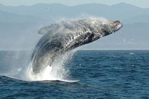 whale-300x200.jpg whale-300x200.jpg