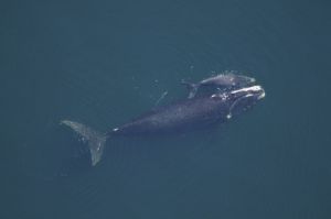 whale_andcalf.jpg whale_andcalf.jpg