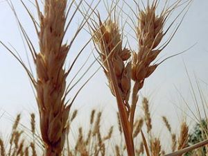 wheat.jpg wheat.jpg