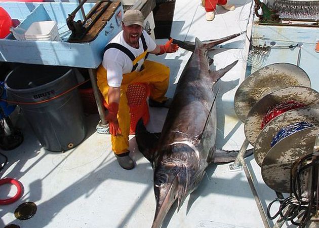 Large swordfish (Xiphias gladius) on deck during long-lining operations