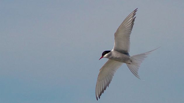 an artic tern flying