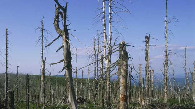 acid rain damaged trees