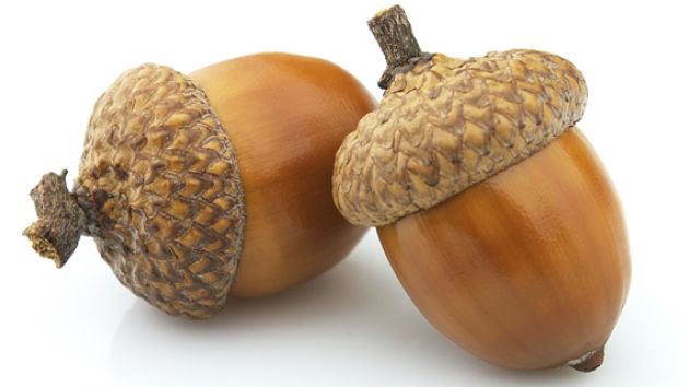 acorn