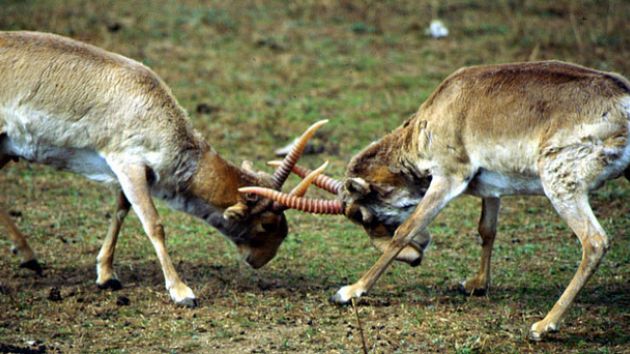 saiga antelopes