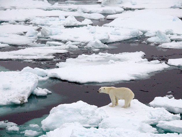 polar bear on arctic ice