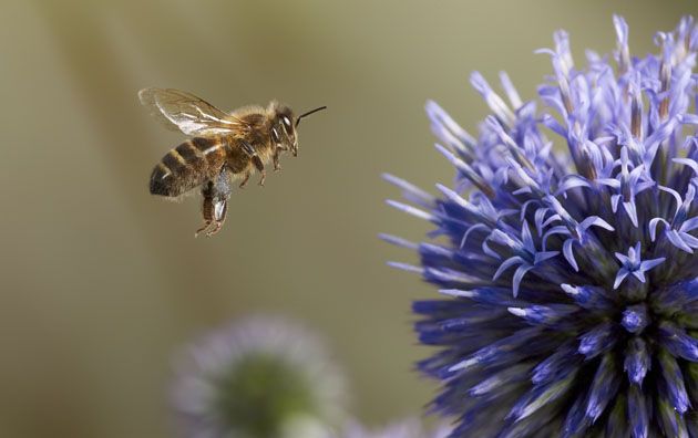 honeybee