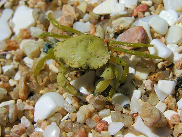 European green crab, at juvenile stage where it appears green