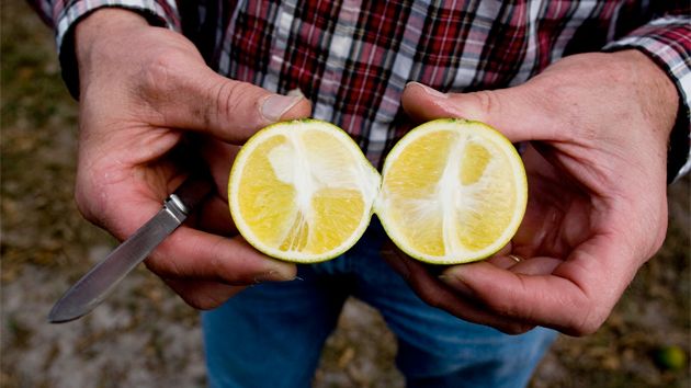 Citrus greening
