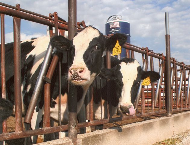 Cows