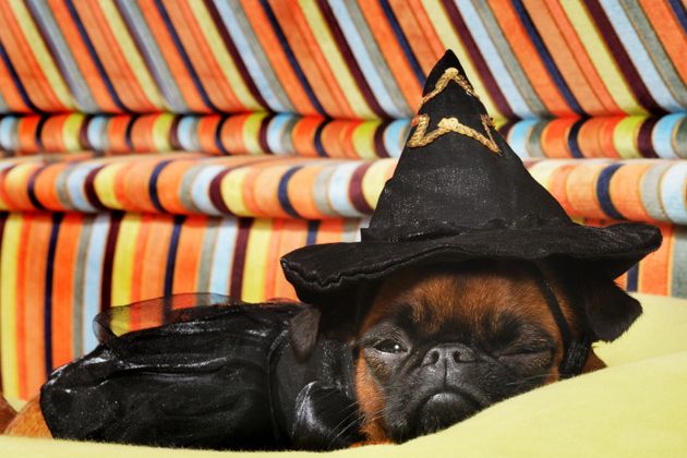 Witch Pup