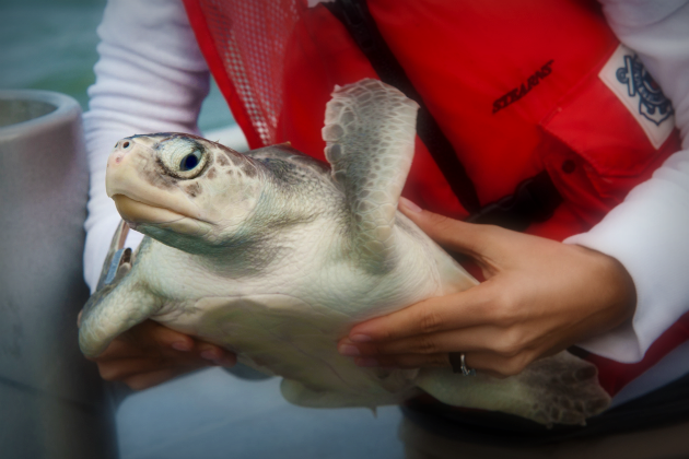 A Kemp's ridley turtle prepped for release into the Gulf of Mexico, October 2012