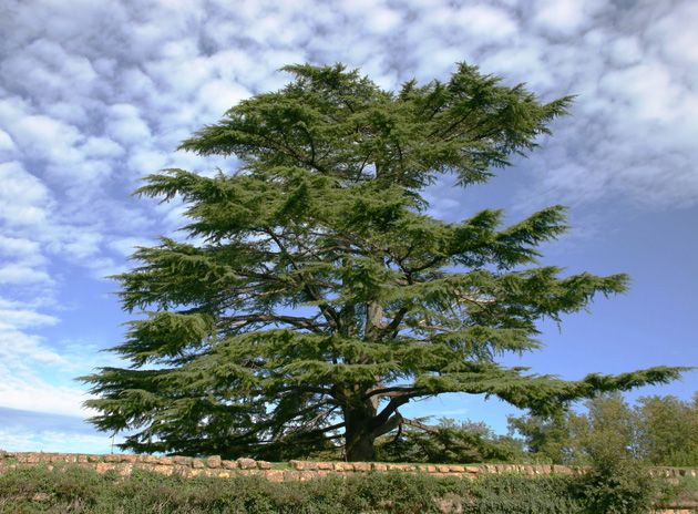 lebanese cedar