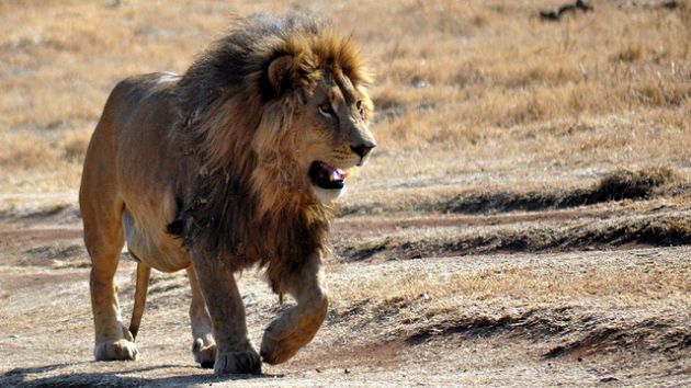 lion