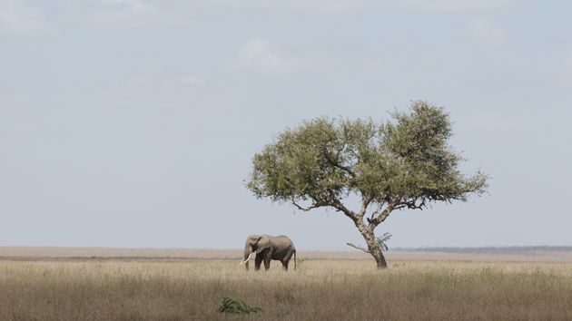 sad elephant
