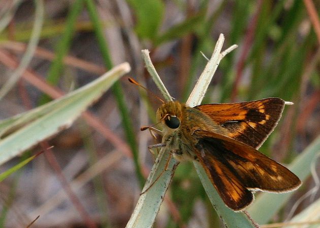 The Meske's skipper was AWOL for a decade before returning.